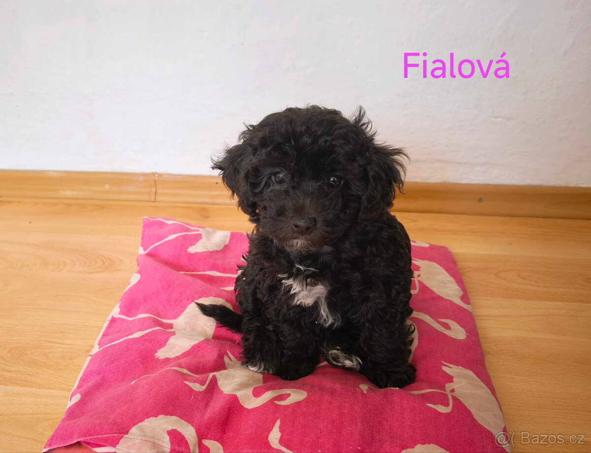 pudl trpasličí - 3