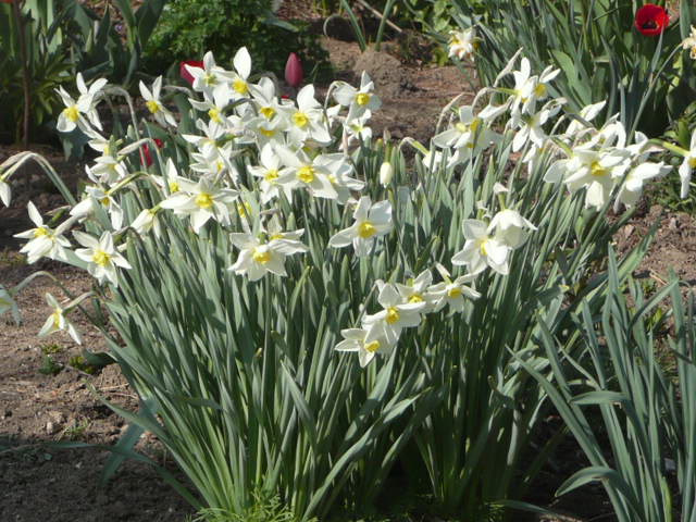 Narcisy - 3