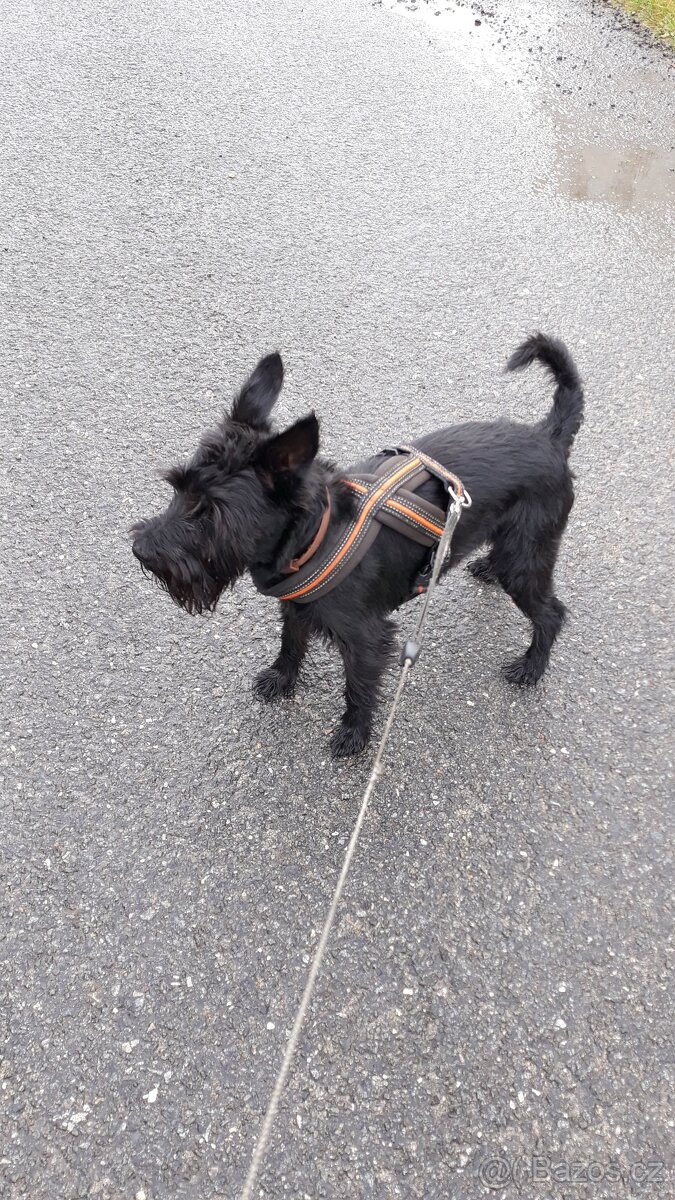 Knírač černý malý - 3