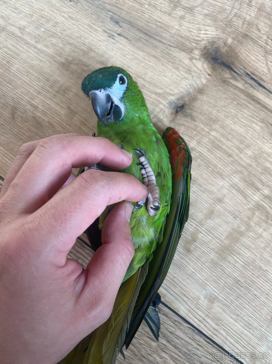 Ara Nobilis - Ručně dokrmené mimino / Samička DNA test - 3