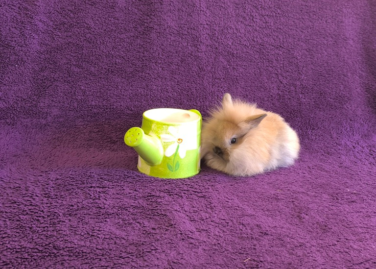 Zakrslý králíček lvíček - 3