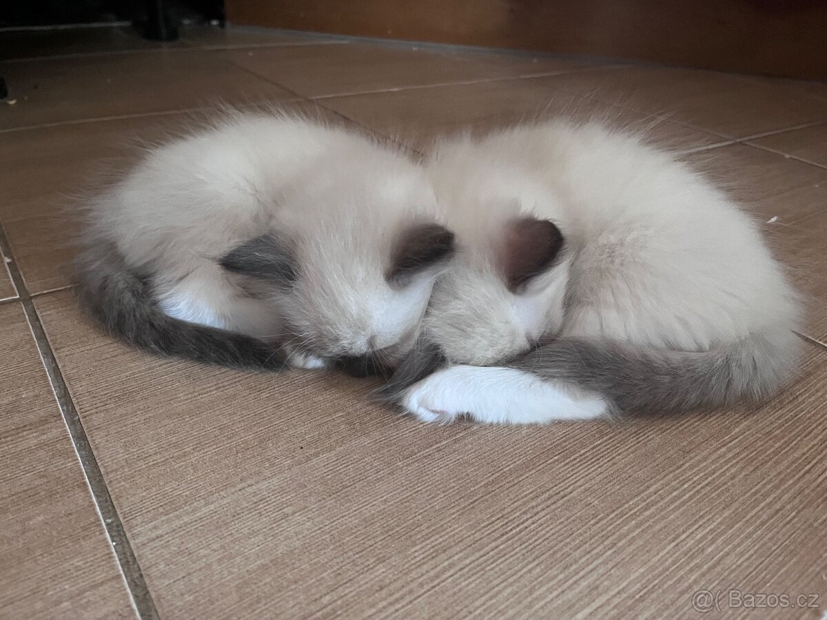 Koťátka Ragdoll - 3