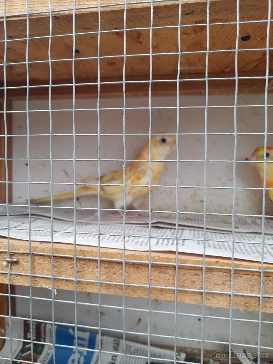 Papoušek zpěvavý - 3