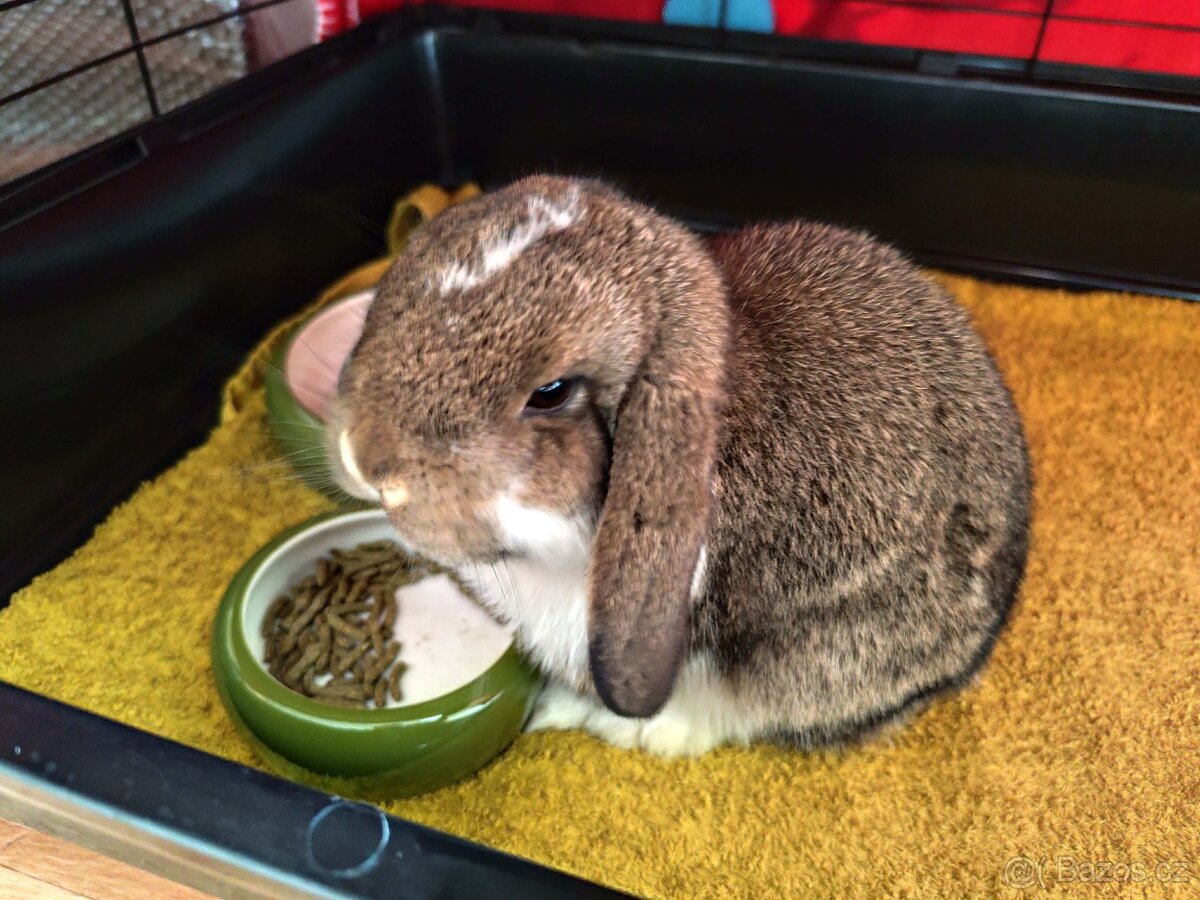 zakrslý králík - beran - 3