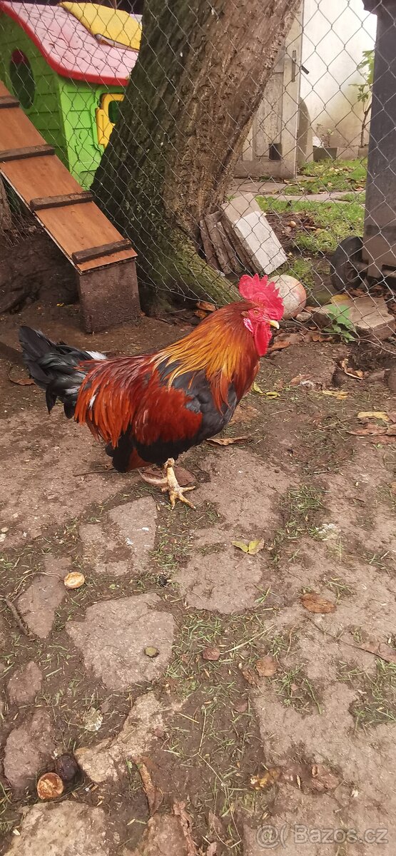 Kohouti 2x - 3