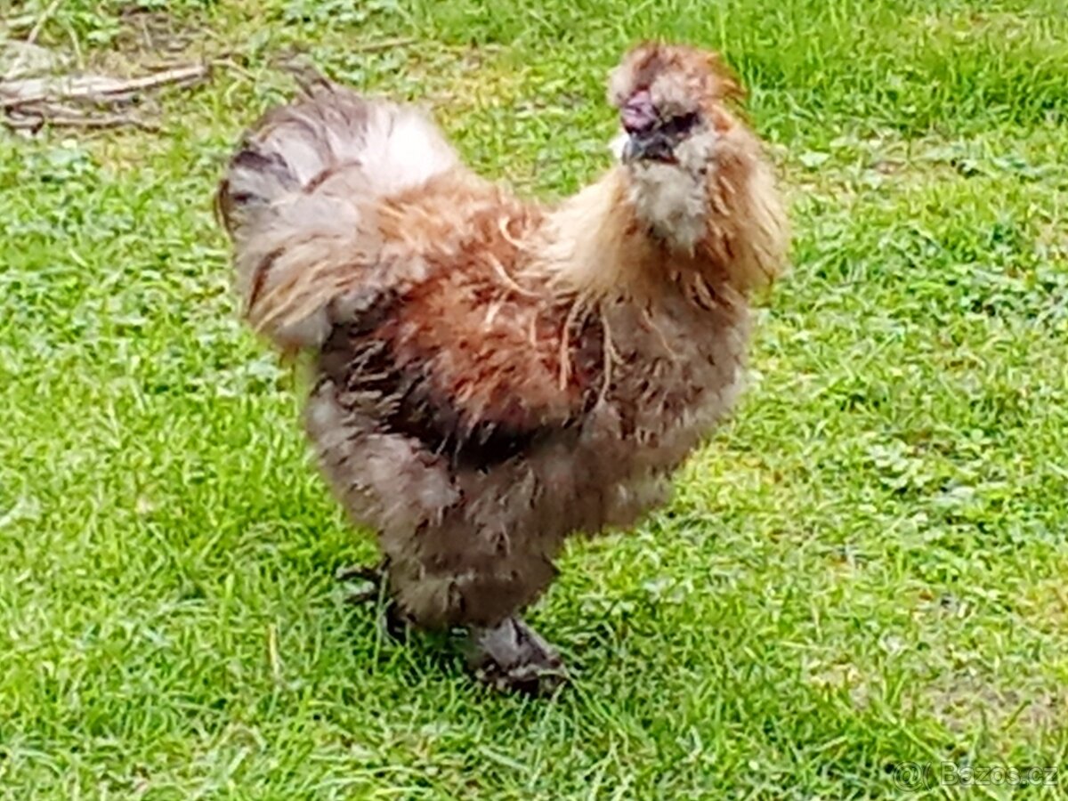 Prodám kohouta hedvábničky (Krémový -bílý) - 3