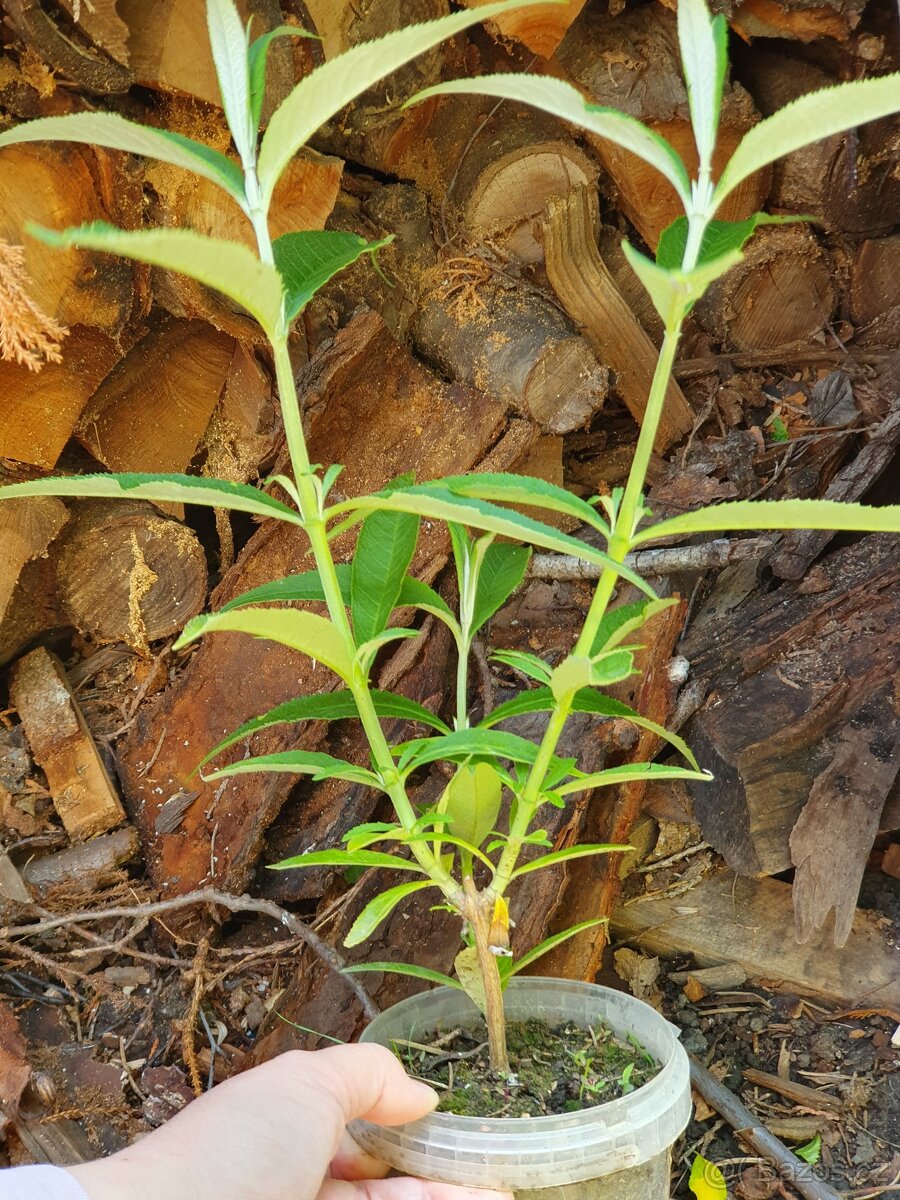 Motýlí keř růžový 20cm - 3