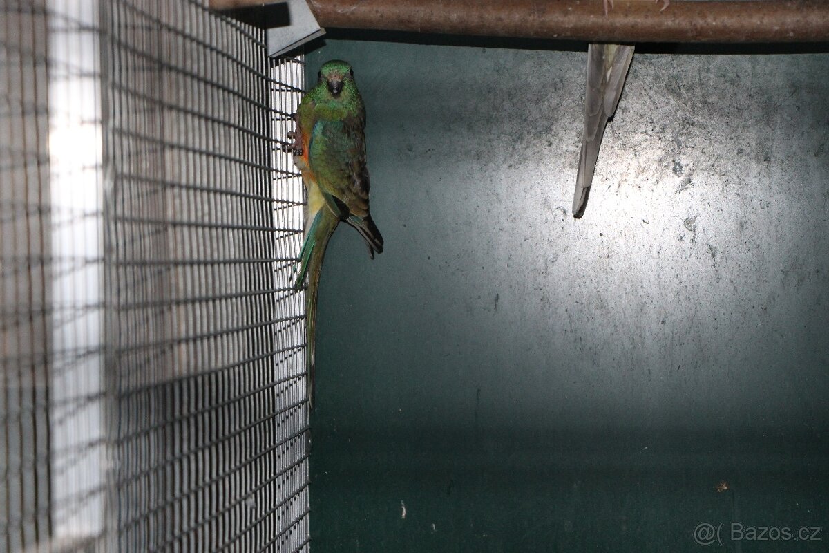 Letošní odchovy australských papoušků - 3