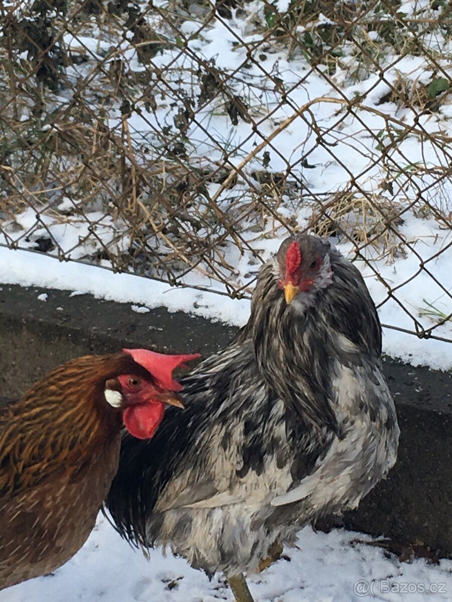 Kohout araukany - 3