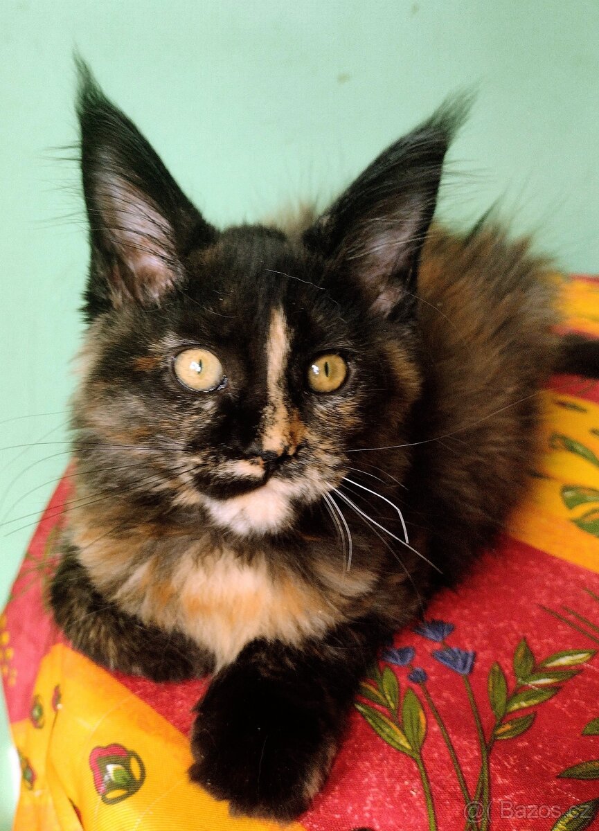 Prodám mainskou mývalí kočičku s PP - 3