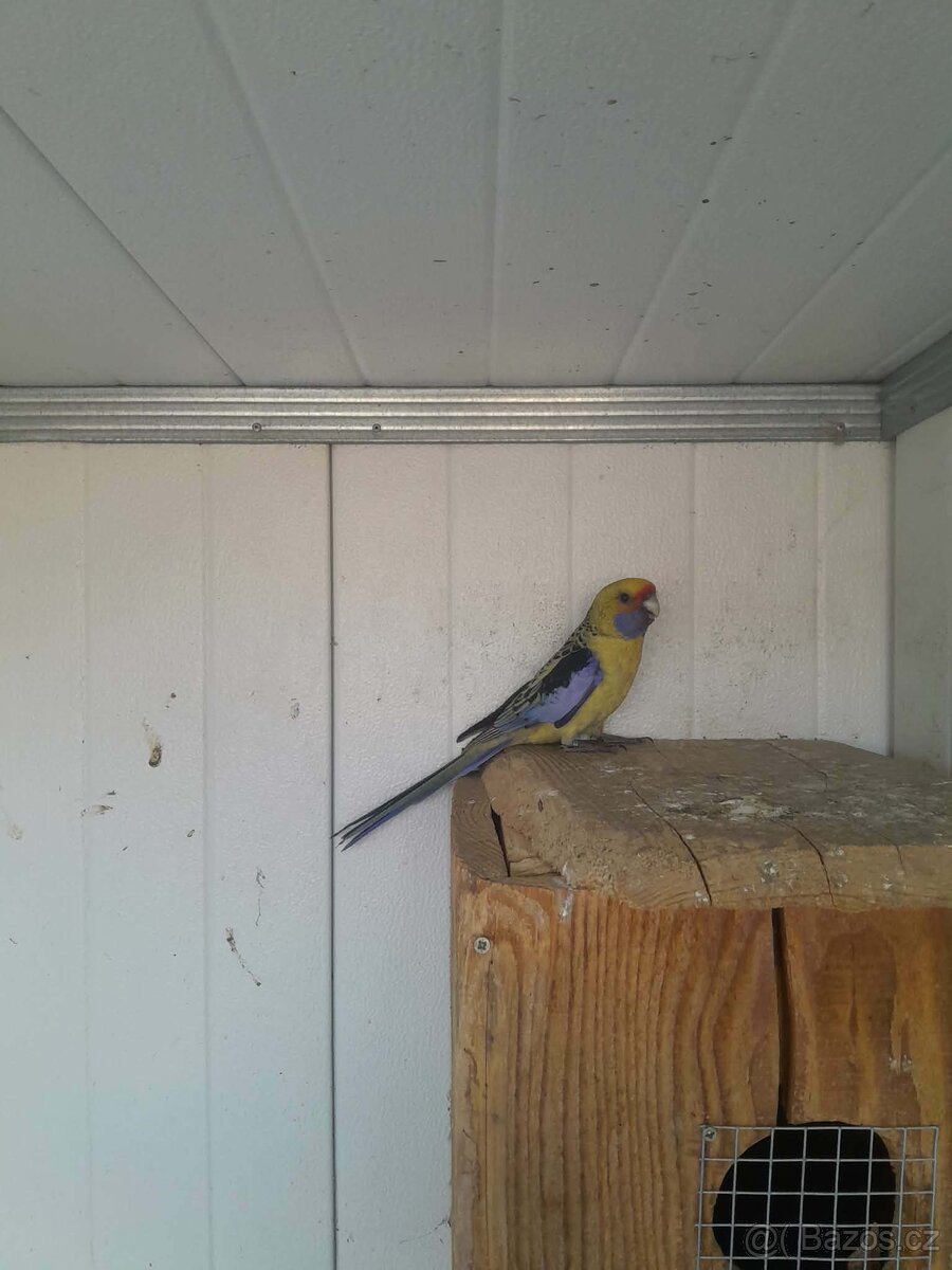 Rosela slámožlutá - 3