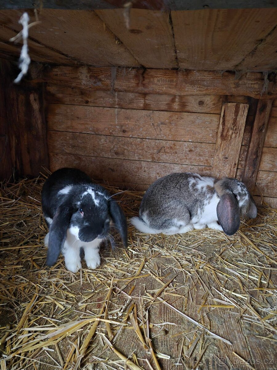 Francouzský beran - 3