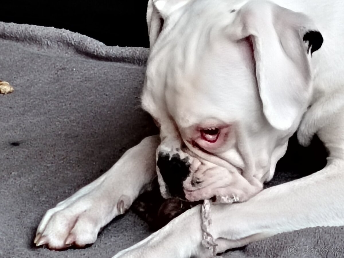 Německý boxer - 3