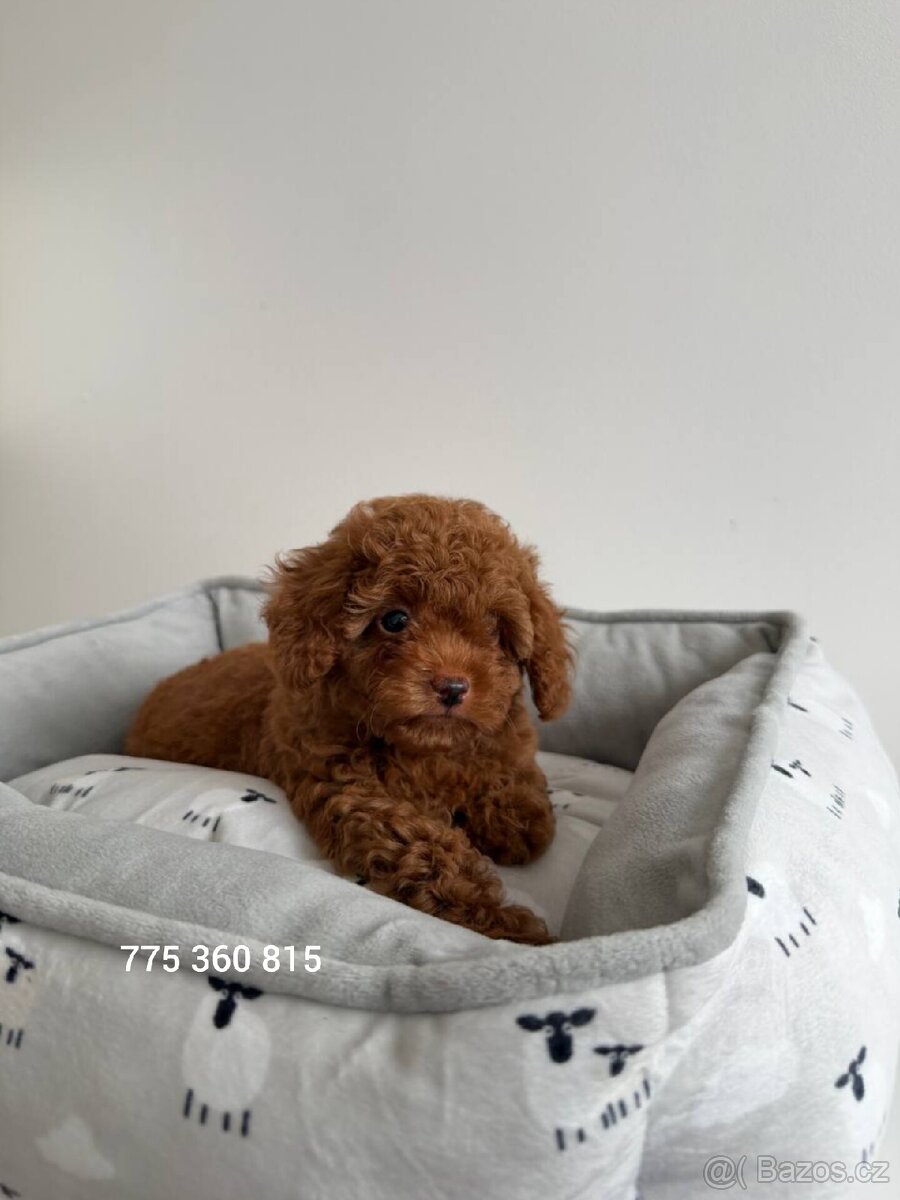 Chlapeček Maltipoo f2 - 3