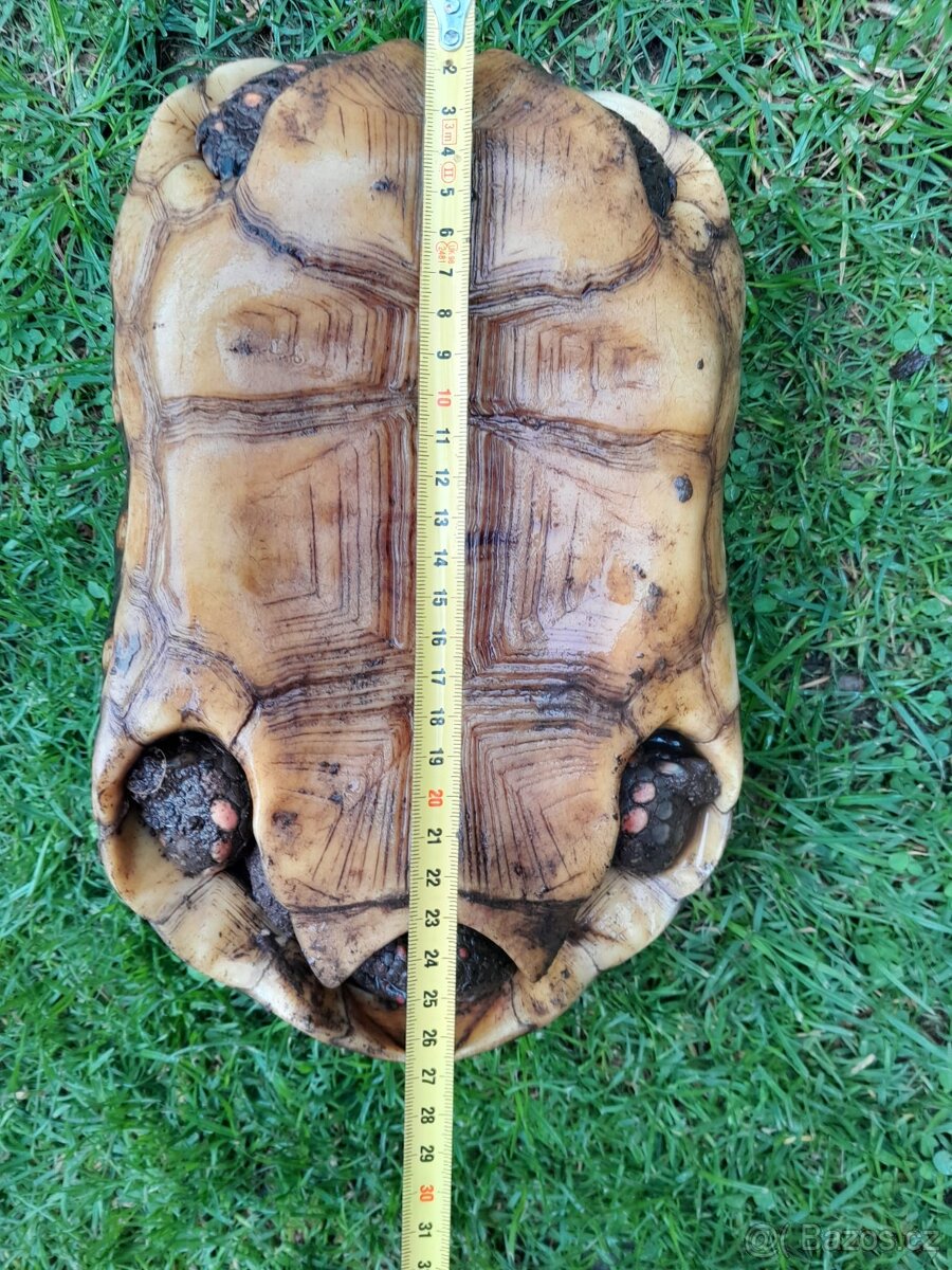 Želva Uhlířská - dospělé dvě samice - 3