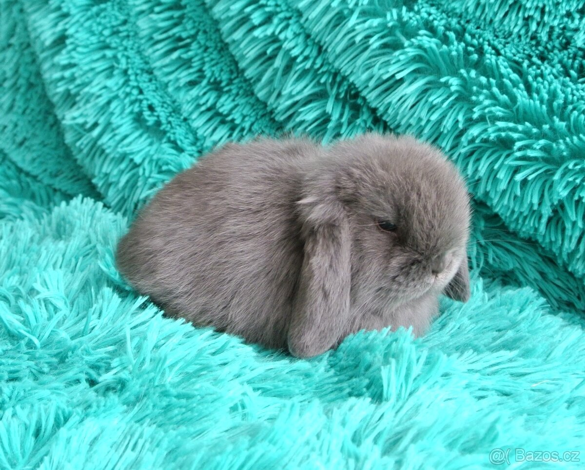 minilop - sameček - 3