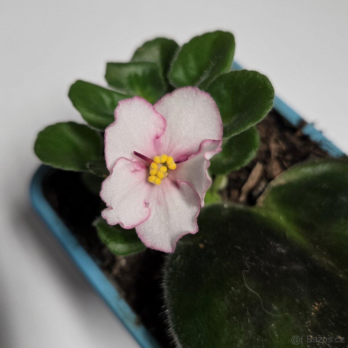 Fialka bílá, růžové okraje květů - 3