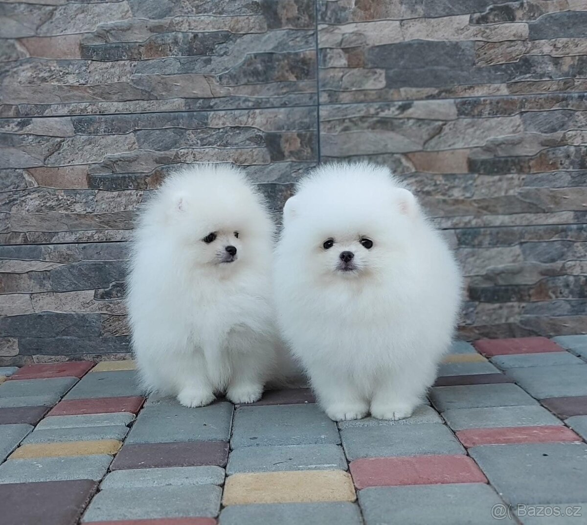 Pomeranian mini - 3