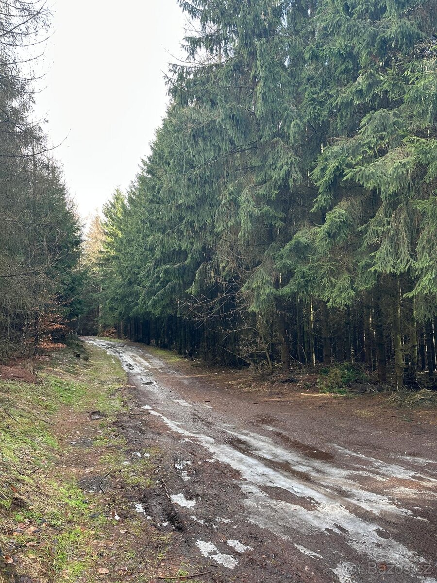 Smrkový les 35let starý sázený - 3