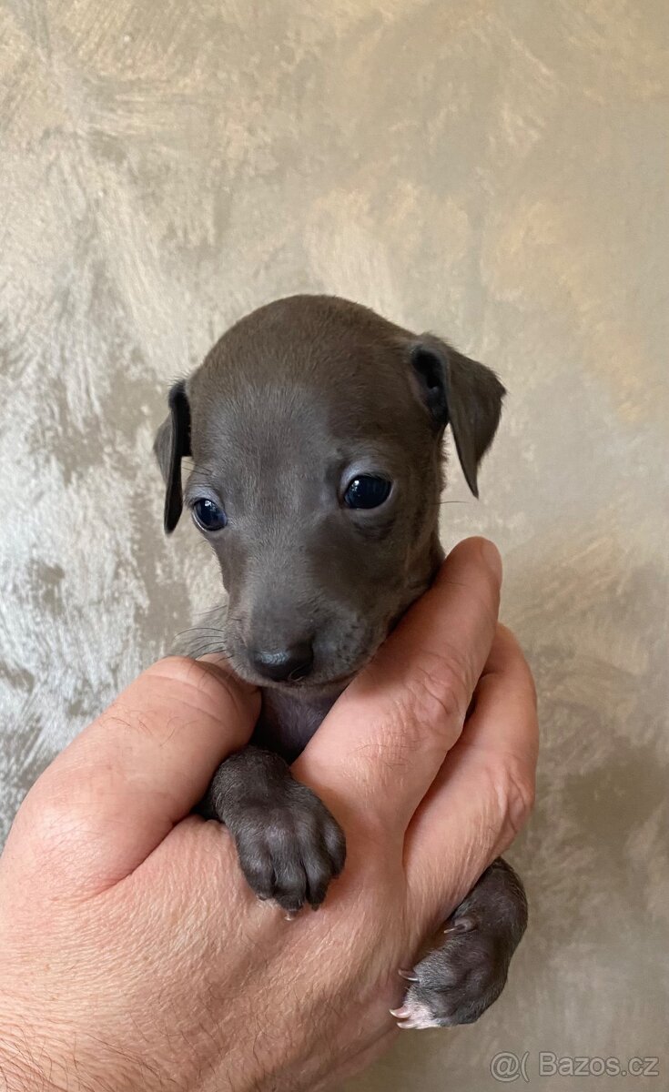 Italský chrtík - 3