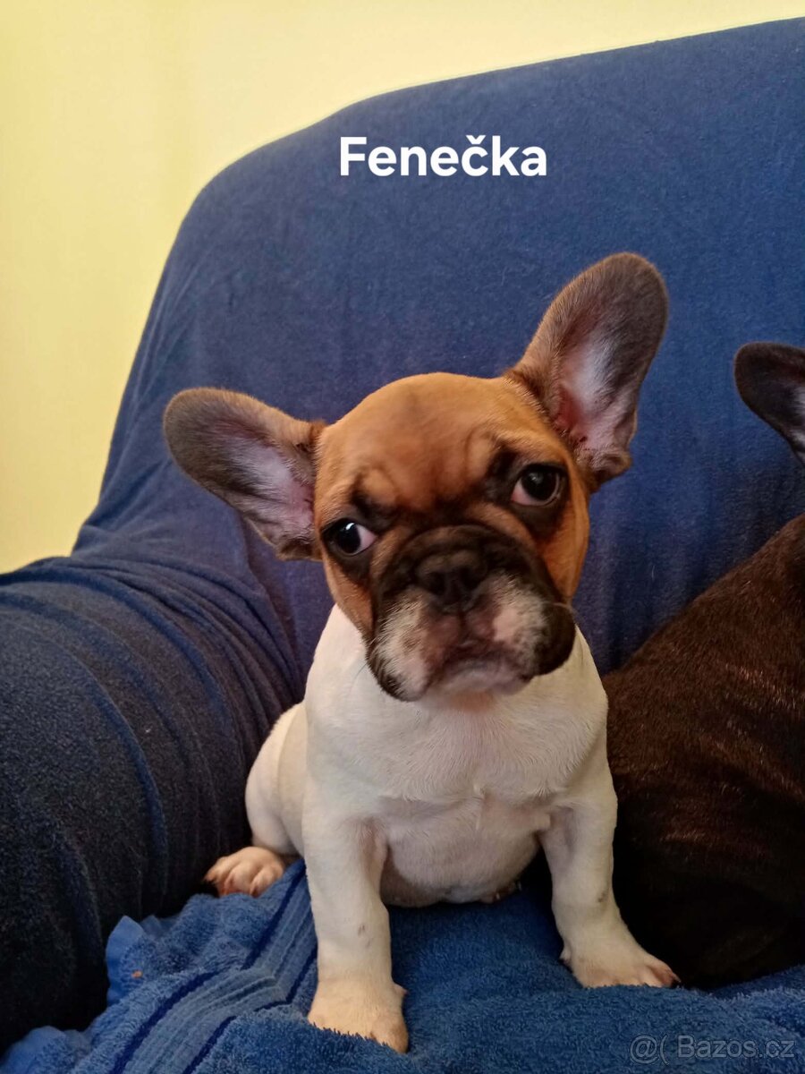 Francouzský buldoček - 3