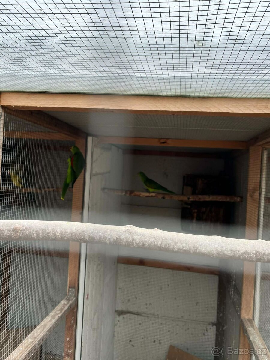 Papoušci Australie - 3