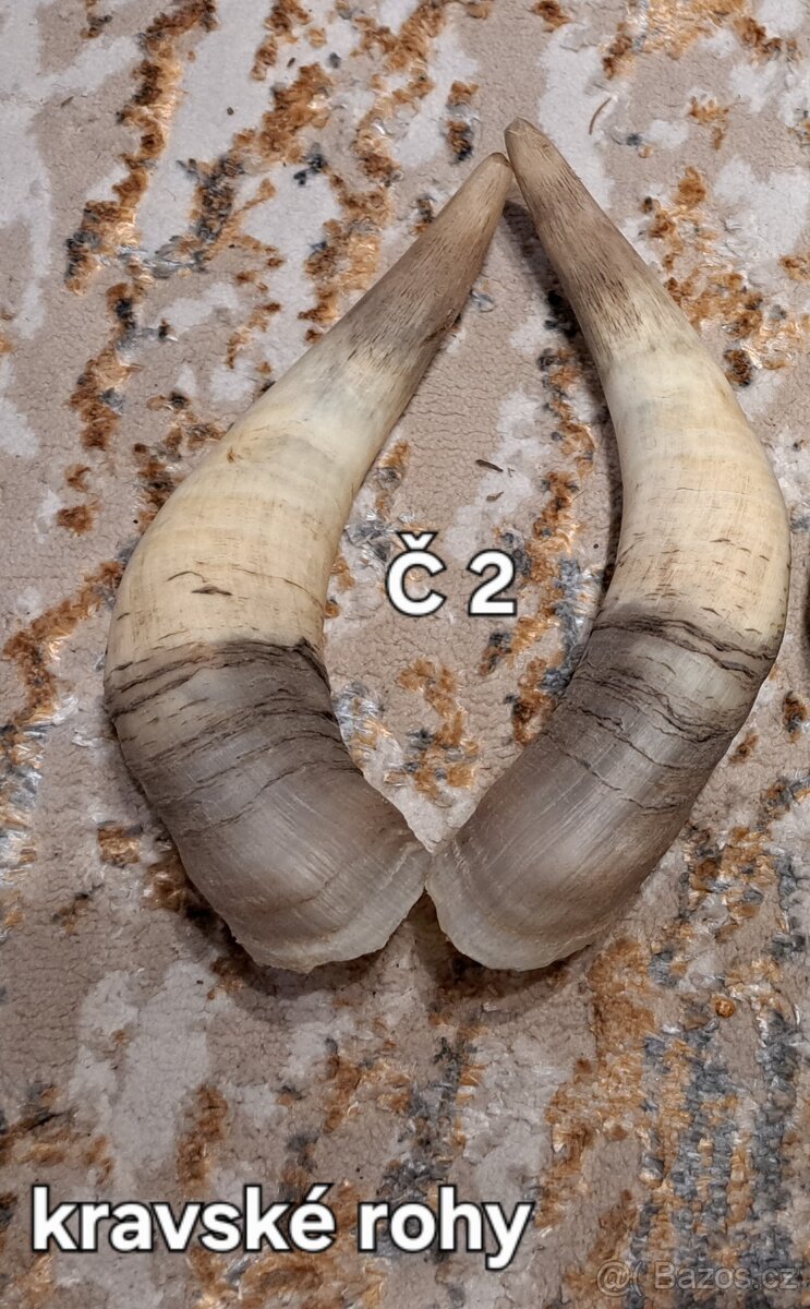 Trofeje, rohy 25-70cm - 3