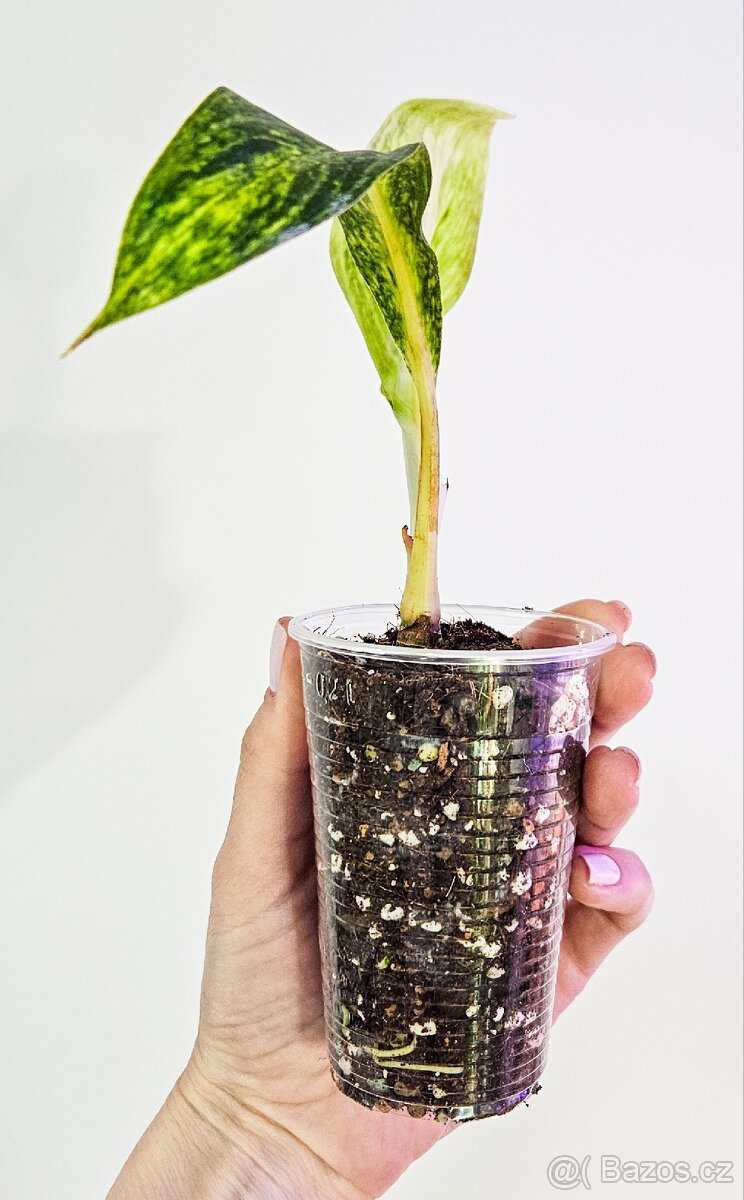 Aglaonema Matcha Lemon - 3