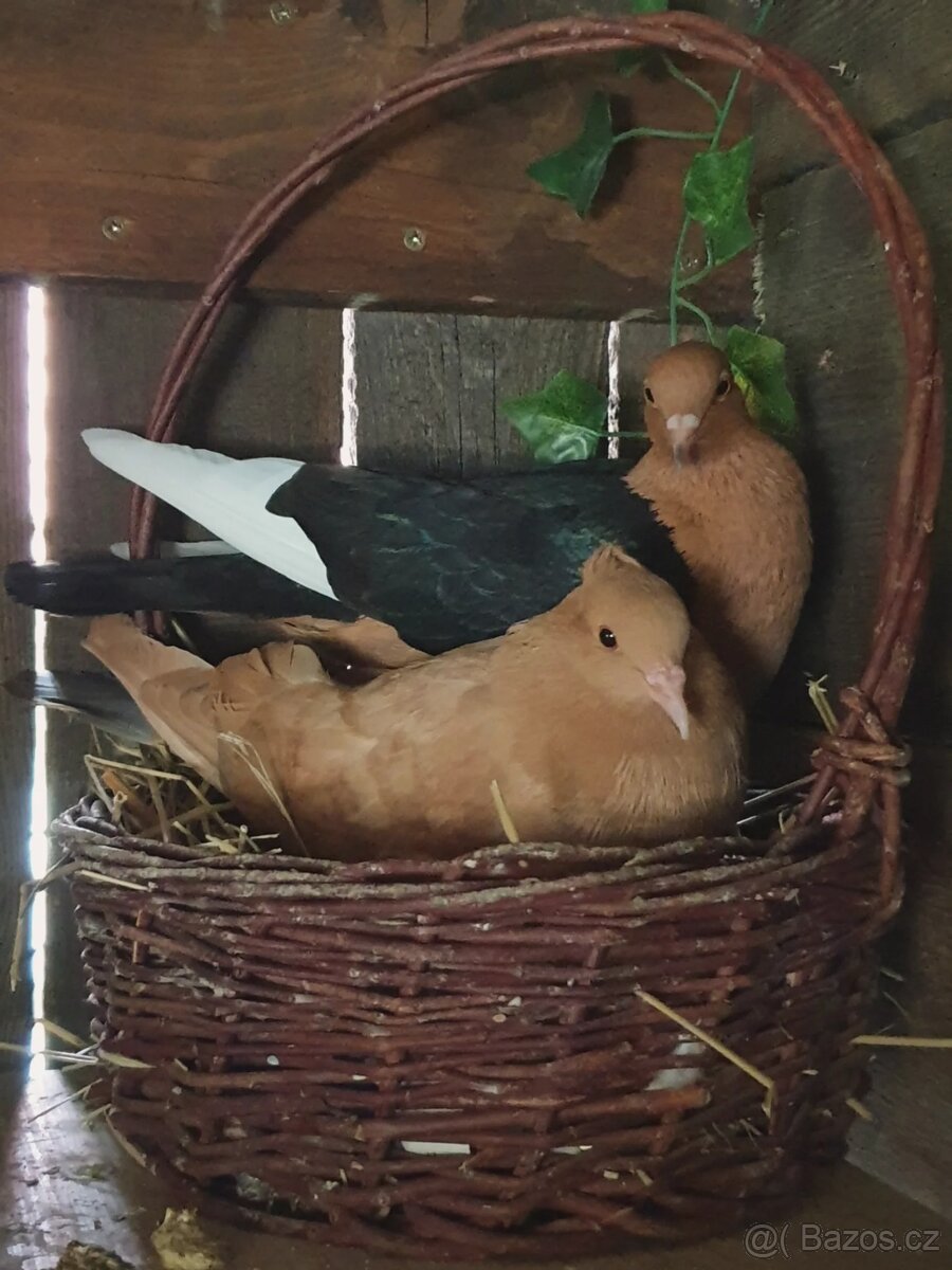 Hledáte holubího parťáka? - 3