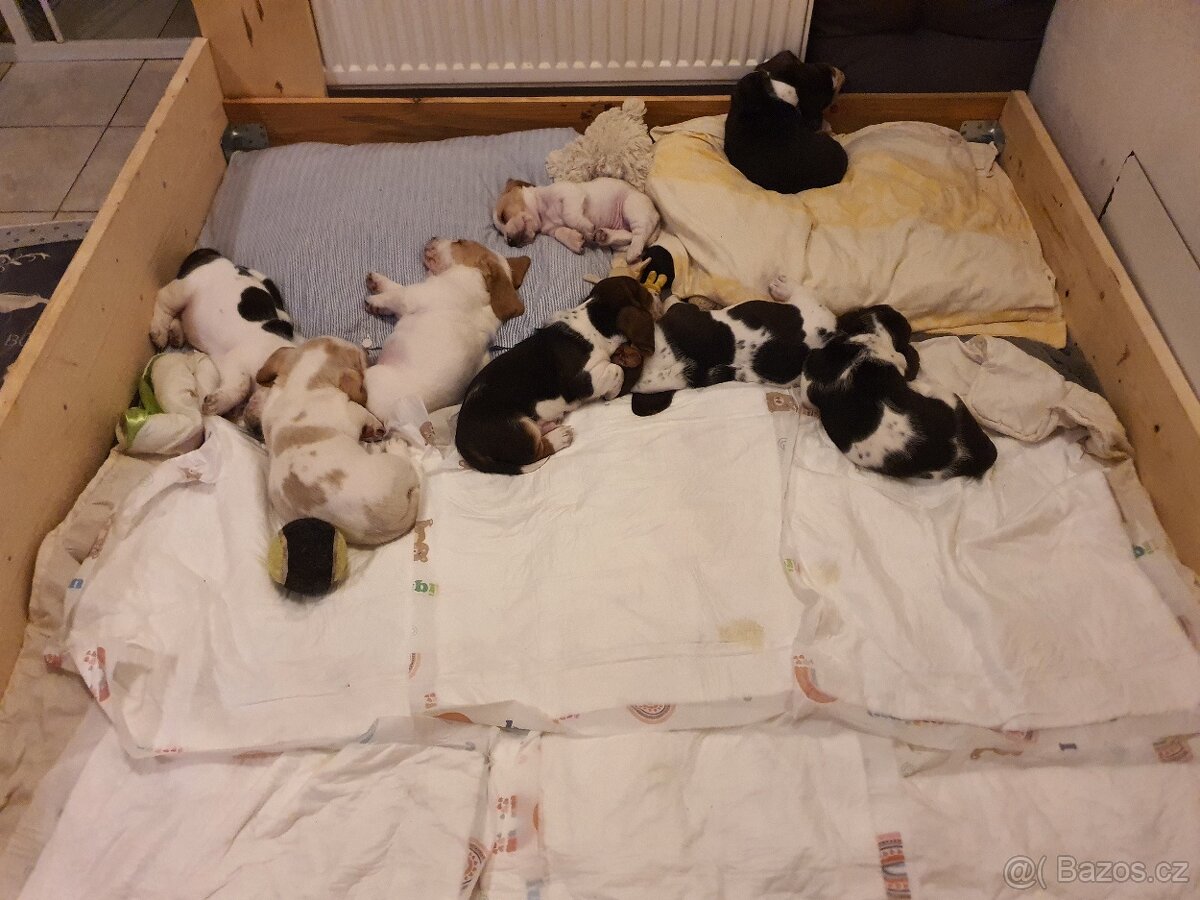 ŠTĚŇATA BASSET HOUND BEZ PP PO RODIČÍCH S PP - 3