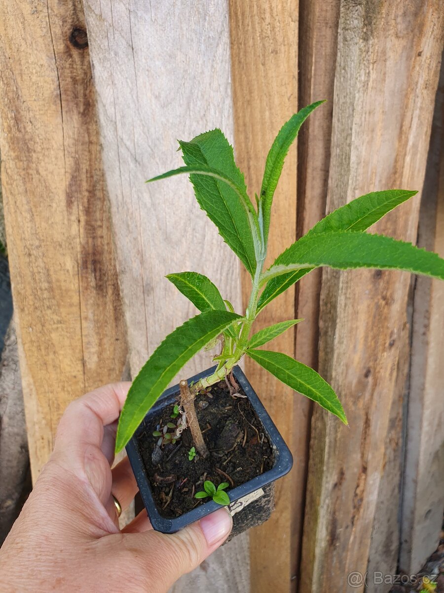 Motýlí keř bílý - 3