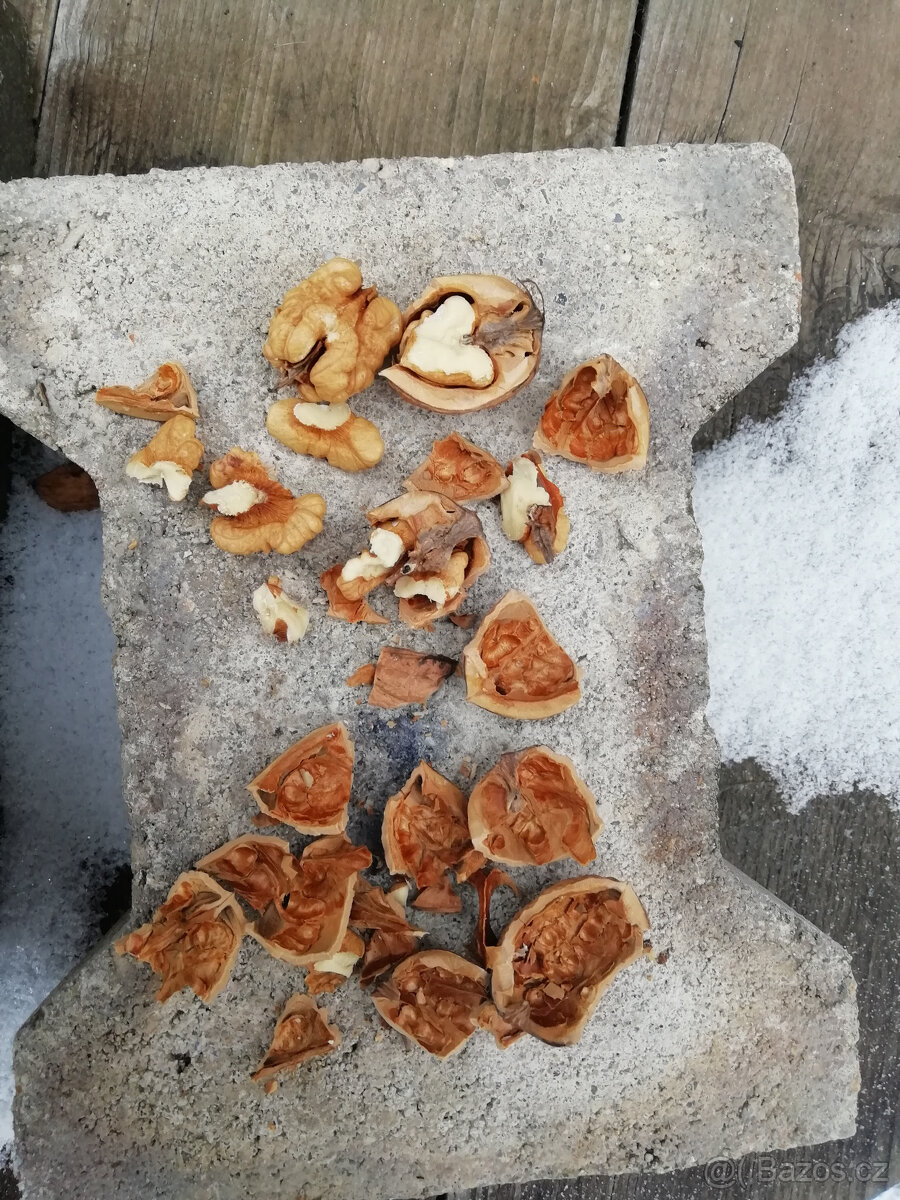 Vlašské ořechy - 3