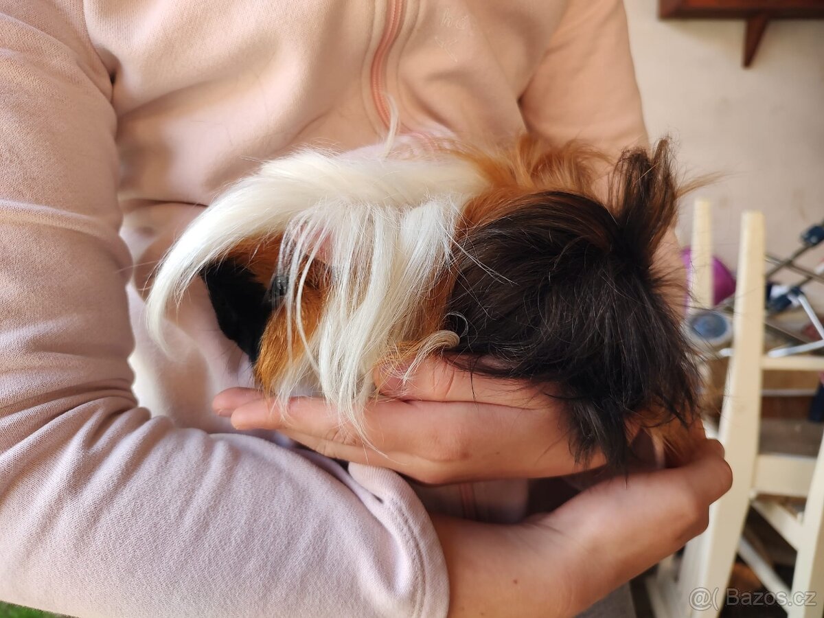 Morče/ Morčátka - 3