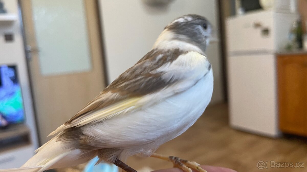 Nabízím samička narozeniny 6/2025. - 3