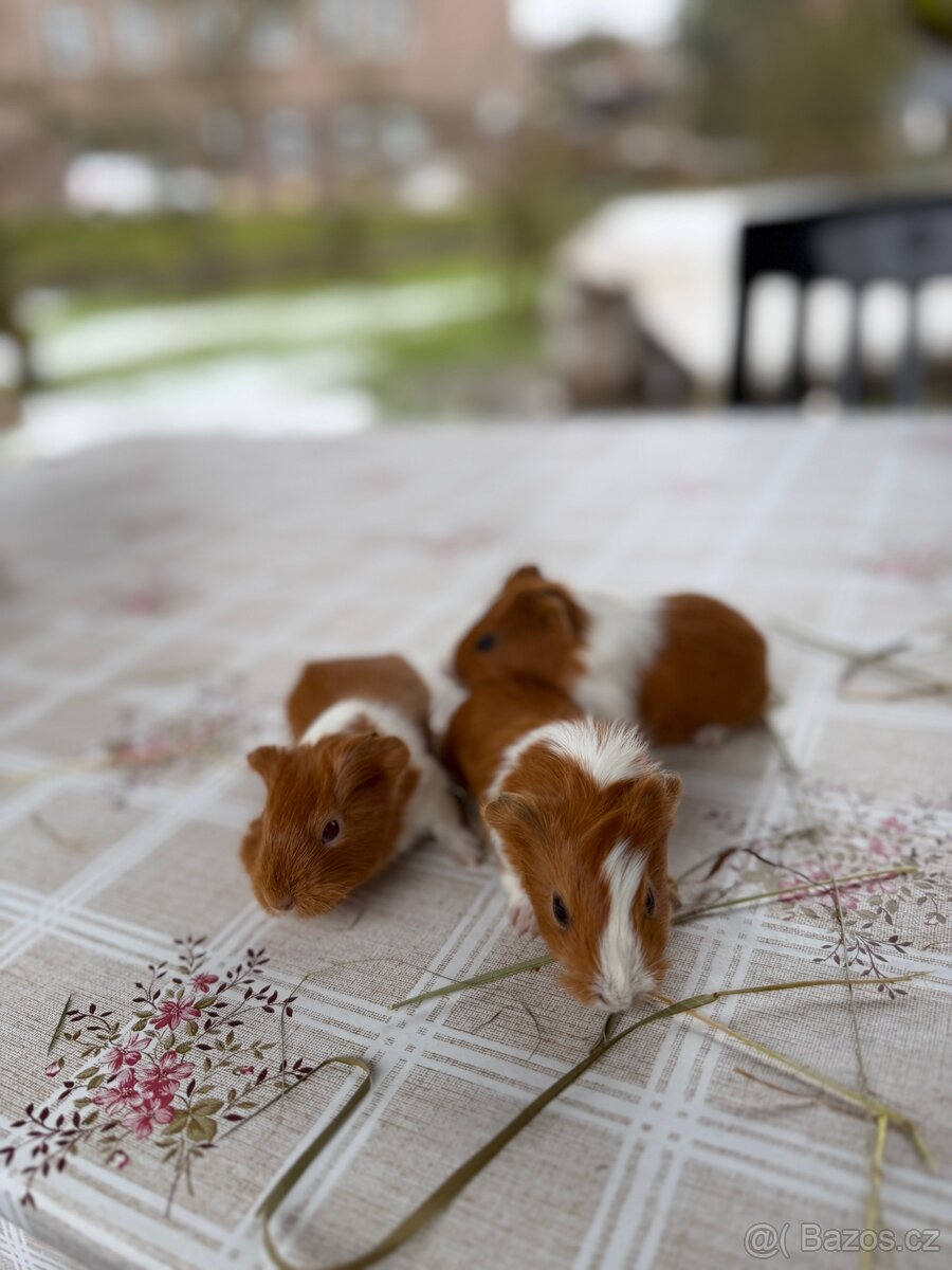 Darujeme morčátka - 3