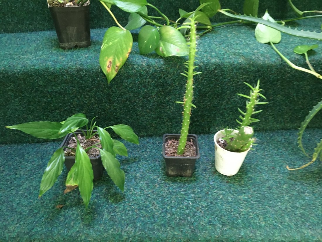 pokojové kytky č.2 - 3