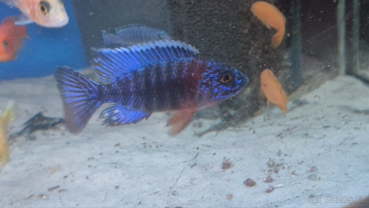 Tlamovci Aulonocara Red Rubín - 3