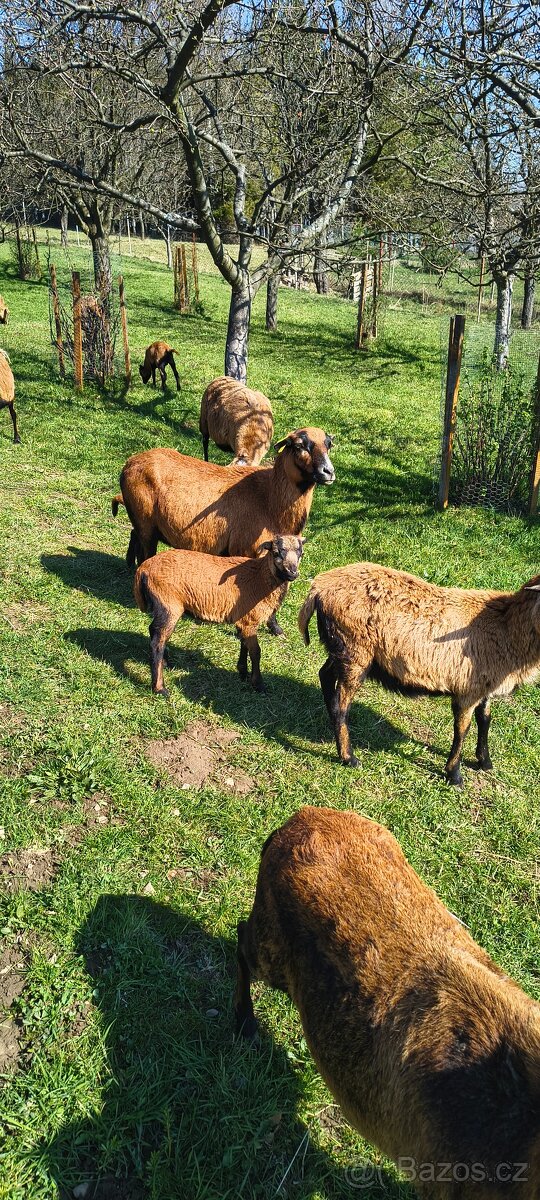 Kamerunské ovce - 3