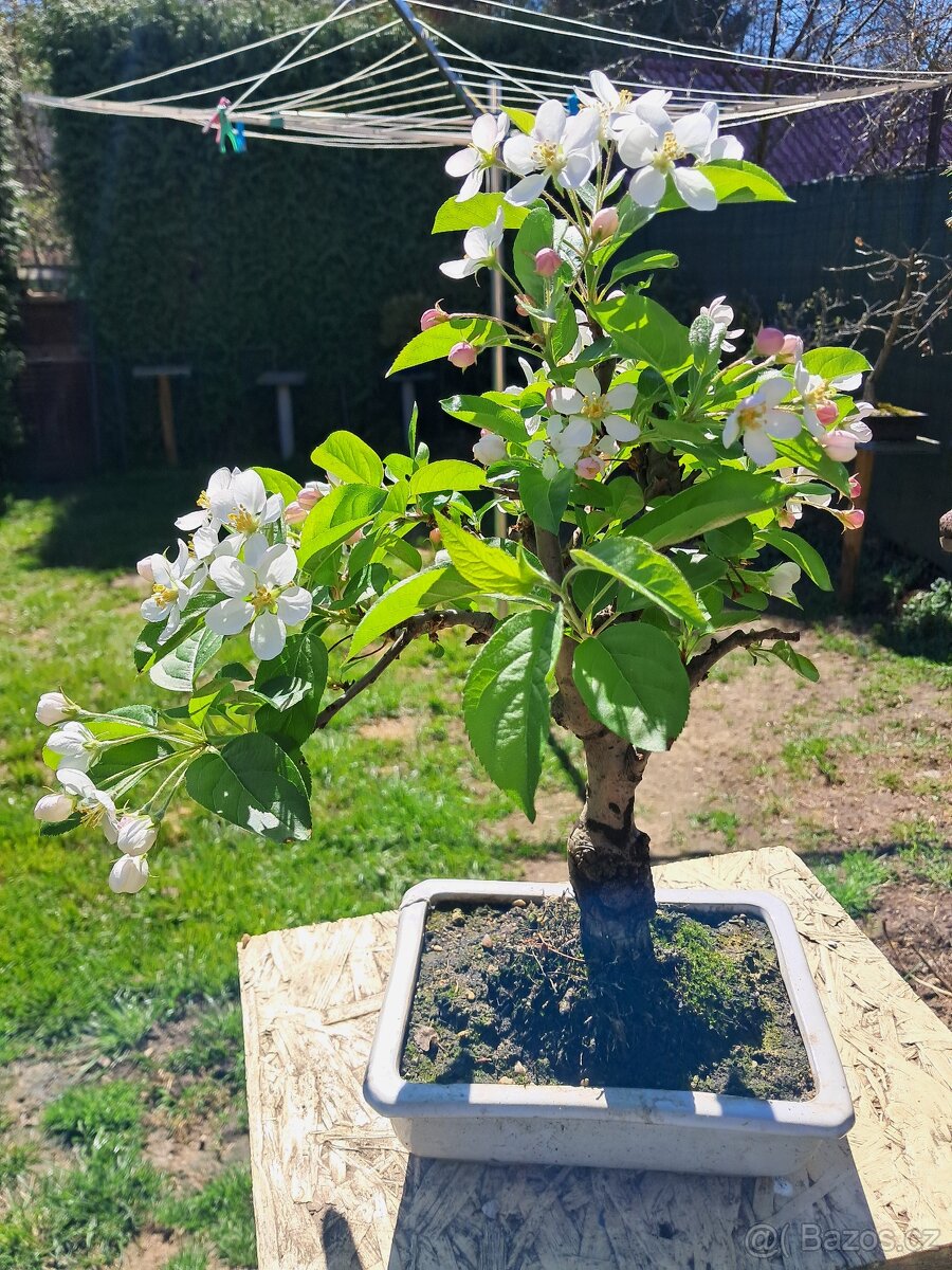 Bonsaj, bonsai Jabloňe - 3