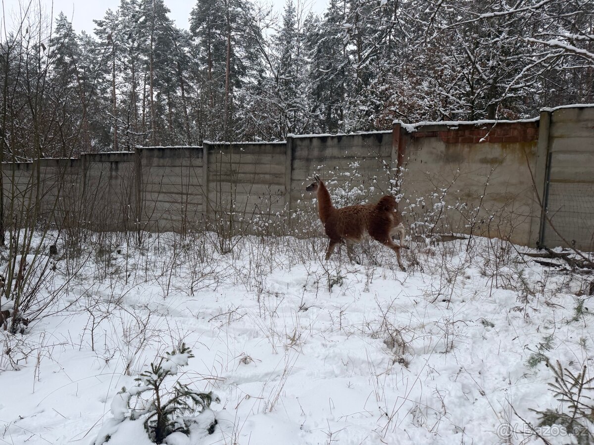 Lama krotká - samec - 3