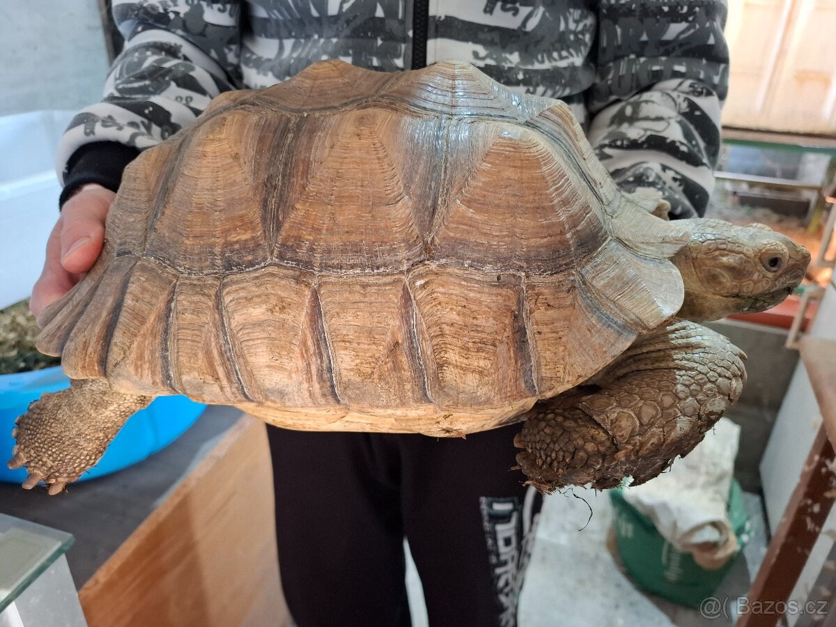 Želva ostruhatá (Centrochelys sulcata) chovný pár. - 3