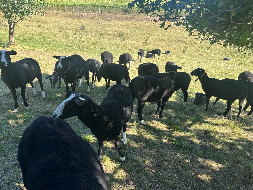 Zwartbles plemenné ovce 3/2025 s POP - 3