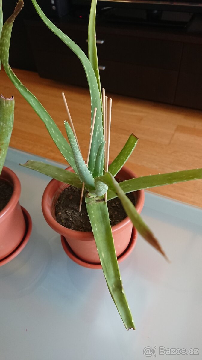 Dvě léčivé ALOE VERA - 3