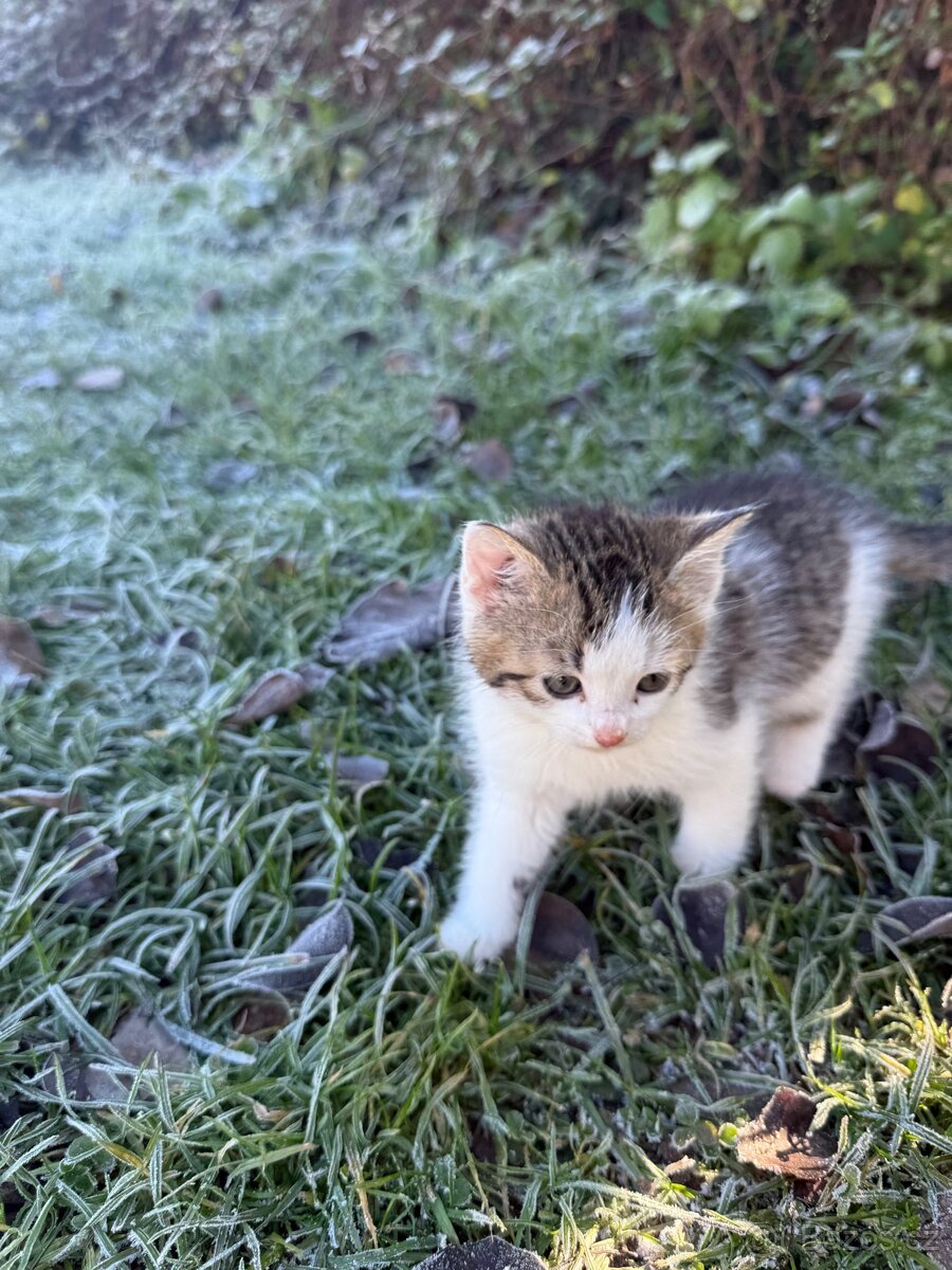 Kotě - Dobříš - 3