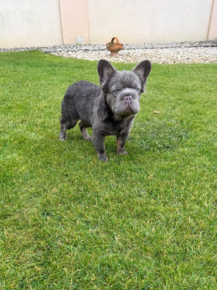 Francouzsky buldoček blue tan dlhosrstá big rope fenka - 3