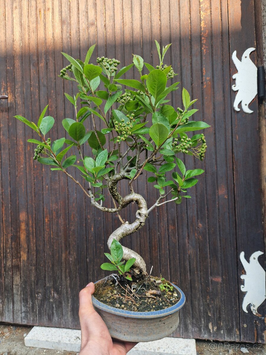 Bonsai, Bonsaj -1 - 3