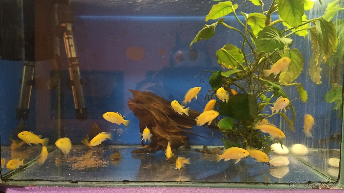 Labidochromis Yellow - 3