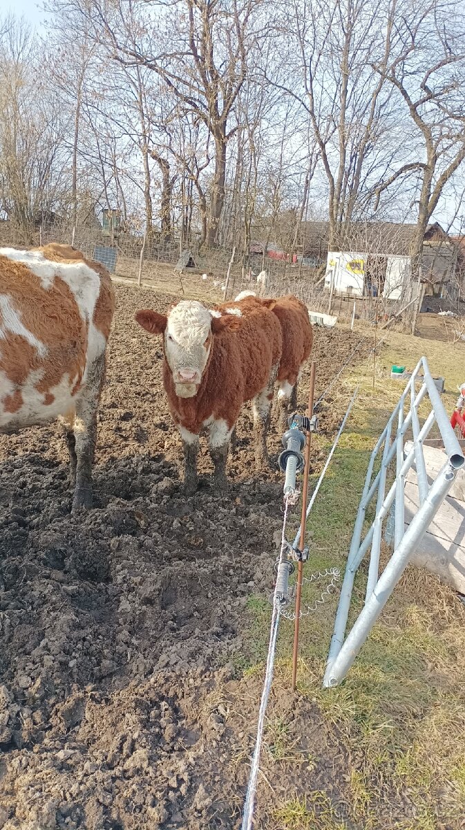 Prodám jalovice - 3