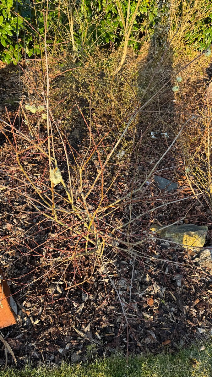 Levandule, bobkovišeň, barvínek - 3