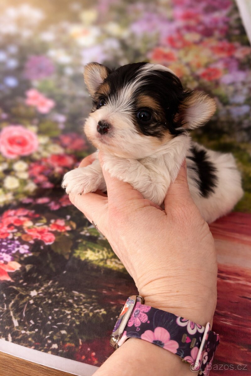 Jorkšírský teriér - 3